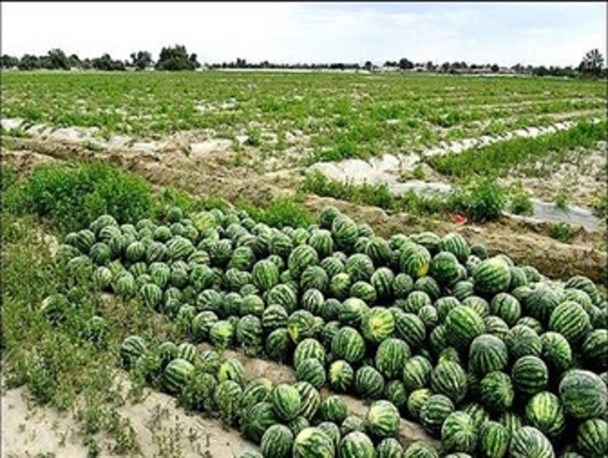 داستان تکراری نبود کامیون در جنوب شرق/ 200 هزار تن هندوانه در معرض نابودی