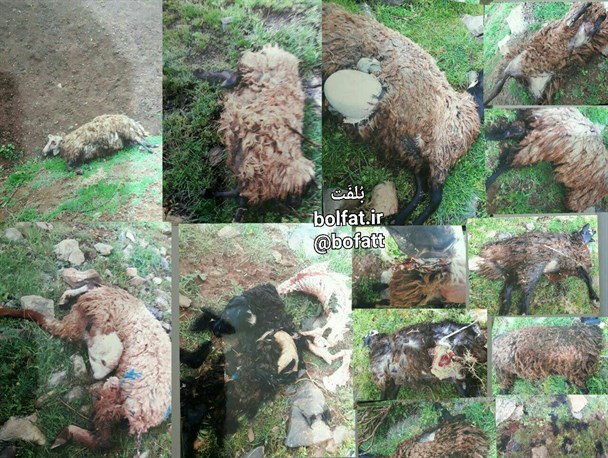 ۱۷ راس گوسفند در حمله گرگ های گرسنه در سردشت تلف شدند