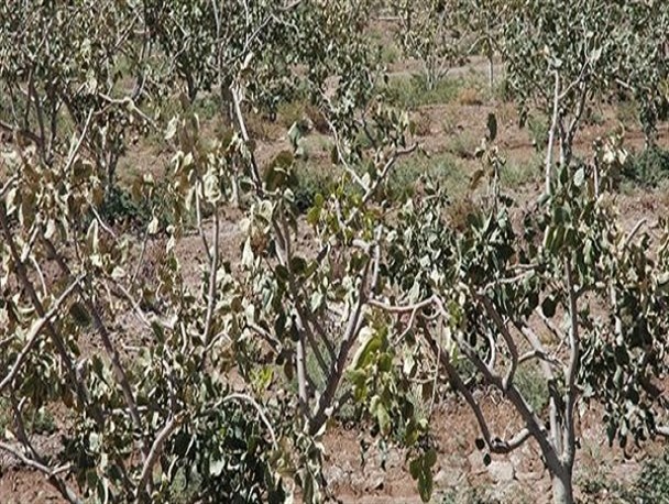 سرما ۳۰ تا ۶۰ درصد به باغات لرستان خسارت زد