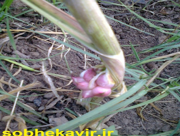 عکس/به بار نشستن بوته سیر از ساقه در مزارع ریگان