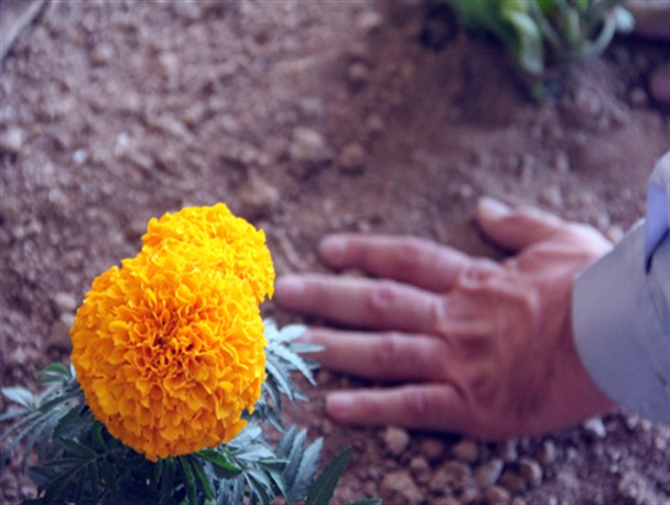 گُل ها برای لاله ها، خادمین شهدای گمنام چه کسانی هستند؟