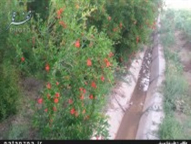 تصاویری زیبا از به گل نشستن درختان انار در بادرود