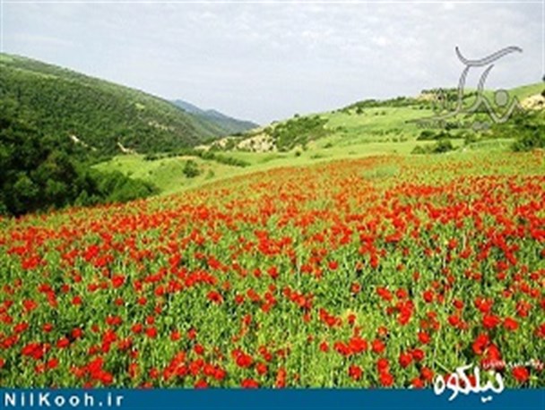 دشت شقایقهای وحشی در گالیکش / گزارش تصویری
