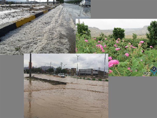 برداشت گل محمدی از باغات بخش سیمکان جهرم