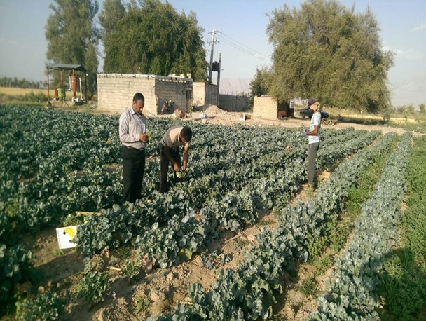 کشاورز حاجی آبادی موفق به برداشت کلم بروکلی ارگانیک برای نخستین بار شد