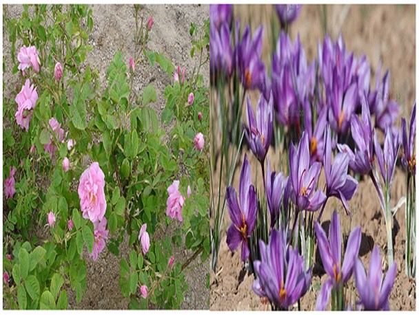 ۸۳۳ هکتار از اراضی کشاورزی استان مرکزی زیر کشت زعفران و گل‌محمدی