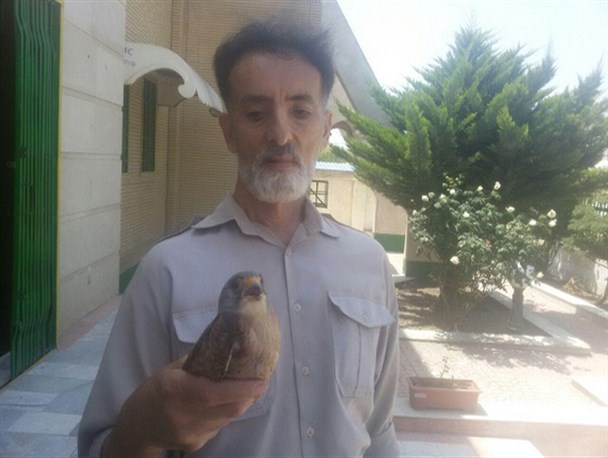 چهارمین دلیجه مصدوم ازسوی همیاران فعال محیط زیست تحویل داده شد
