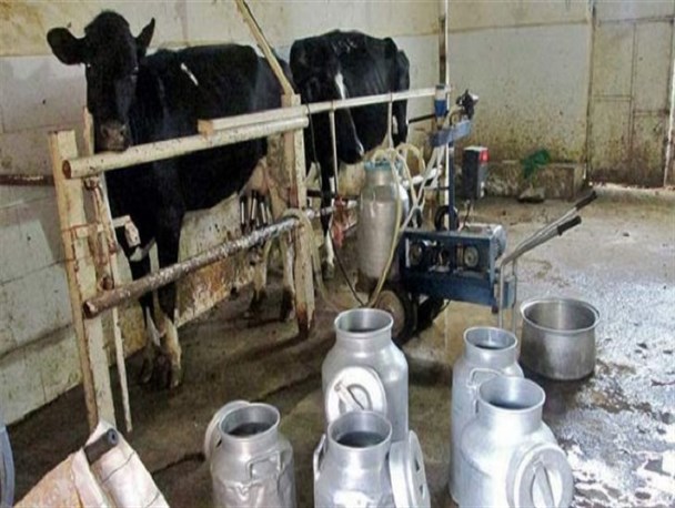 دخل دامداران با خرجشان نمی‌خواند/ اقتصاد دامداران فلج شده است