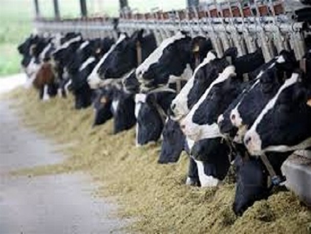 ۲۶۳ هزار میلیارد ریال اعتبار برای خرید خوراک به دامداران اختصاص یافت