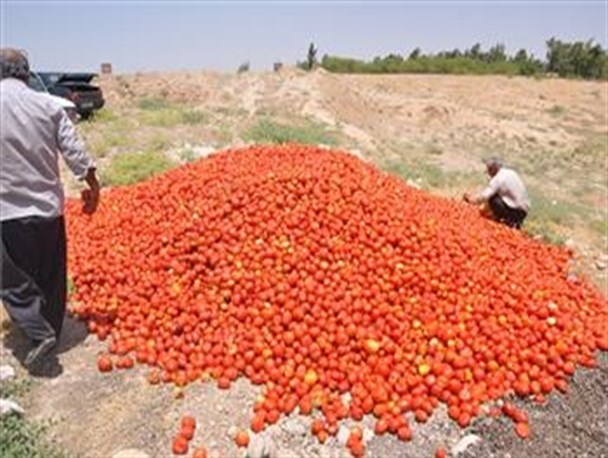 گوجه کار گتوندی دست رنج خود را اینگونه به حراج گذاشت+تصاویر