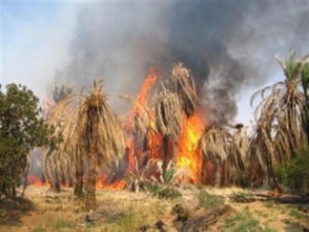 ۵۰ اصله درخت نخل در سراوان طعمه حریق شد