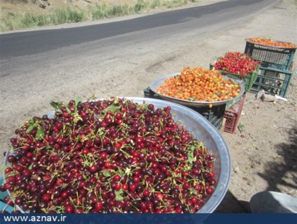 فروش محصولات سردرختی در خلخال و کوثر  آغاز شد