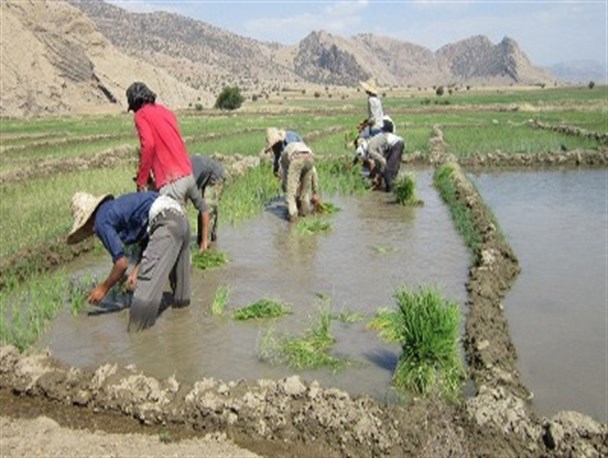 دستان پینه بسته ای که برنج را به رنج به دست می آورد