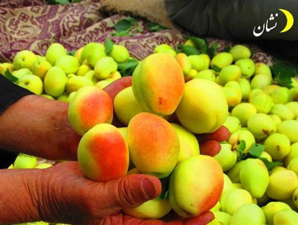 آغاز برداشت زردآلو در ماهنشان/ پیش بینی برداشت بیش از ۹ هزار تن زردآلو +تصاویر