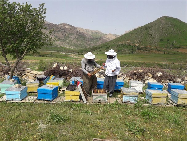 طرح توسعه زنبور عسل در روستاهای سروآباد اجرا شد