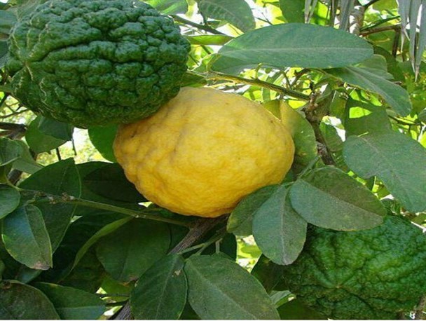 زیبایی های شهرستان باشت به روایت تصویر