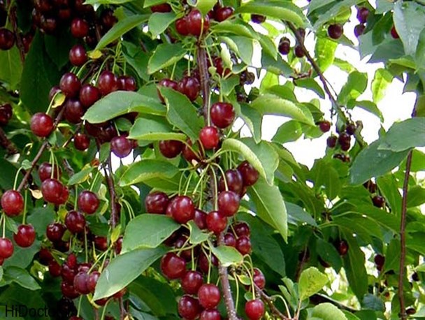 400 تن محصول نوبرانه گیلاس در طارم برداشت می‌شود