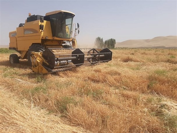 برداشت گندم از 1200 هکتار گندمزار در شهرستان میرجاوه