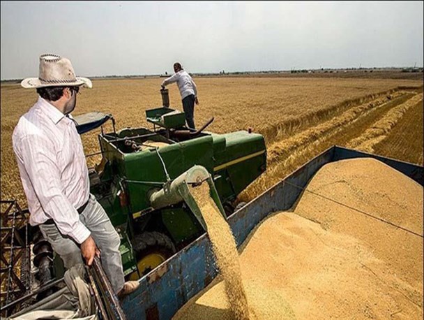 برداشت غلات از بیش از ۳۳ هکتار مزارع نیشابور