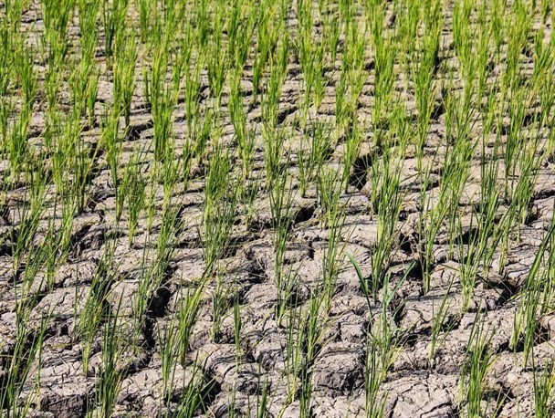 خشکسالی شالیزار و چشمان نگران کشاورزان/ اینجا تا چشم کار می کند بی آبی است! + فیلم