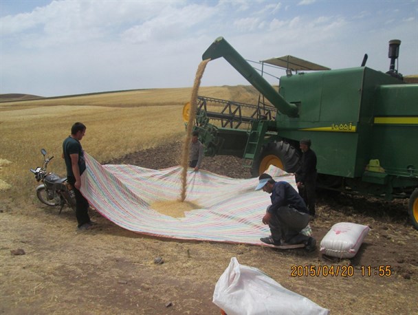 برداشت گندم از مزارع شهرستان کوثر+عکس