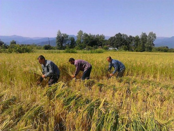 برداشت برنج در گیلان آغاز شد+ تصاویر