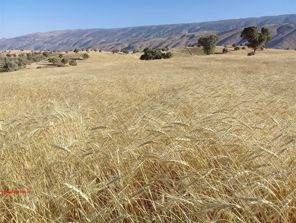 برداشت بیش از چهار هزار تن گندم از مزارع کشاورزی سیروان