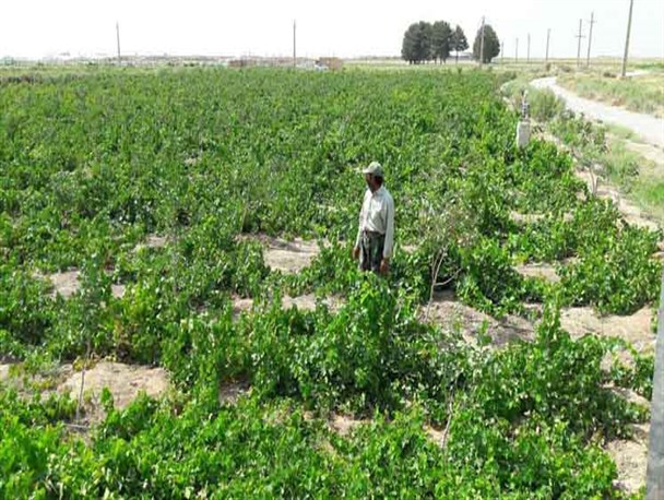 طالبی کاری حتی هزینه کارگر را نمی دهد+تصاویر