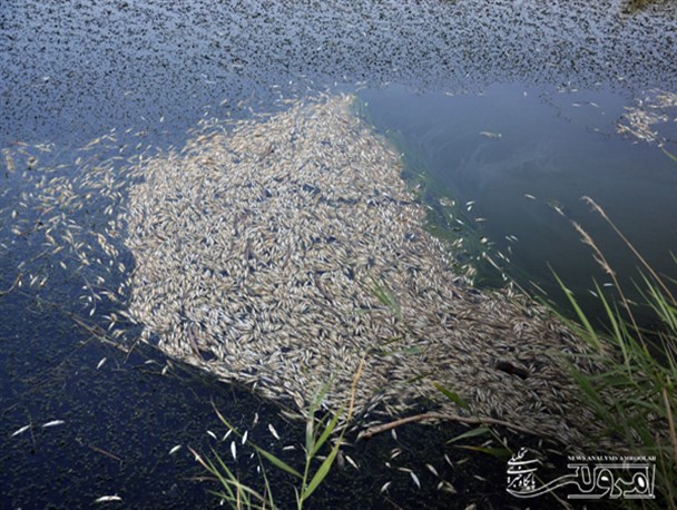 سموم دفع آفت جان هزاران ماهی رودخانه گاماسیاب را گرفت