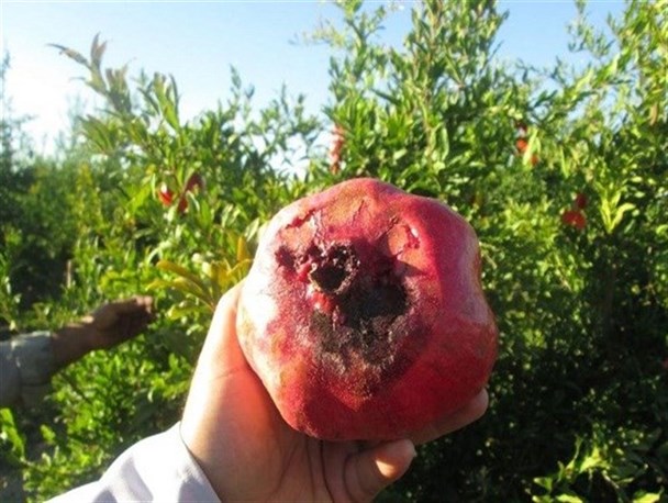 6 شهرستان استان یزد درگیر آفت مگس مدیترانه‌ای هستند