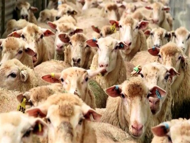 فروش و کشتار دام‌های مولد خسارت بزرگی است/ لایروبی نشدن ۷۰ درصد قنات های اسفراین، تاثیر بالایی در کم آبی شهرستان دارد