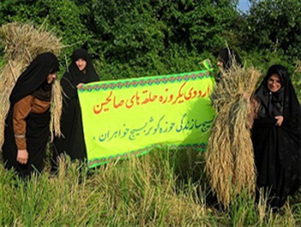 حضور خواهران بسیجی طرح صالحین در مزارع برنج رضوانشهر