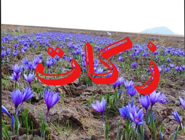 زکات ۸ هزار متر مربعی زمین زعفران در رشتخوار
