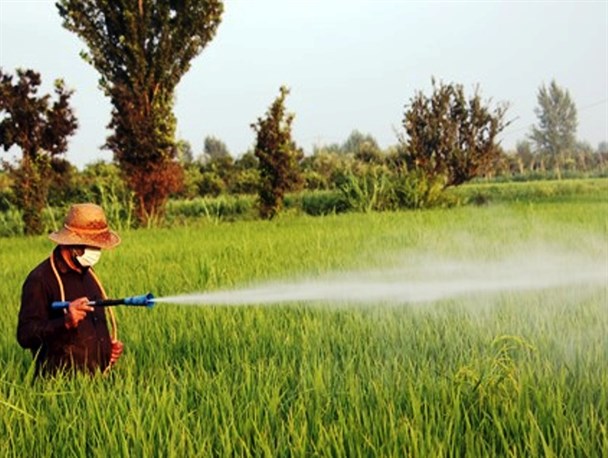 کاهش چشمگیر مصرف سموم کشاورزی در مازندران/ حساسیت مراکز نظارتی، امنیت غذایی را تامین می‌کند