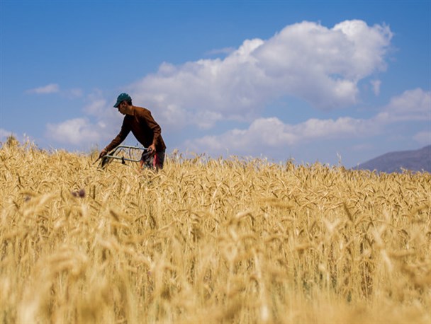 101 میلیارد تومان به حساب گندم کاران کردستانی واریز شد