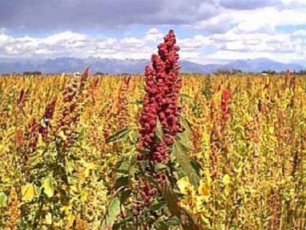 رقیب برنج پا به مزارع خراسان شمالی گذاشت/آغاز کشت کینوا در ماه جاری