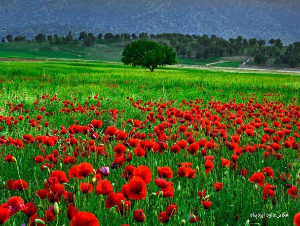 تصاویری زیبا از طبیعت کهگیلویه و بویراحمد