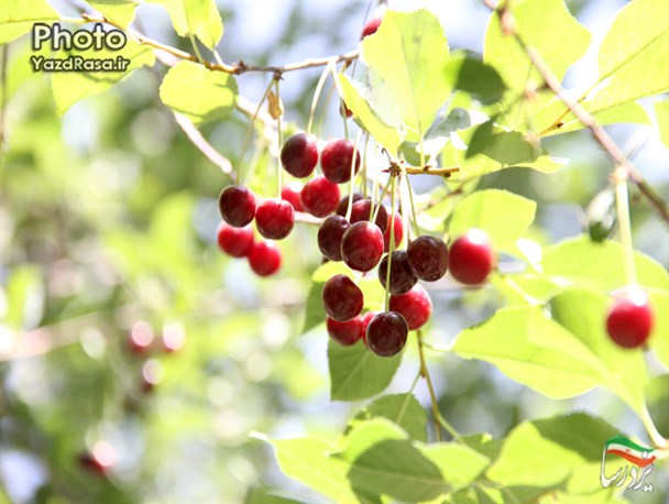 درختان پربار گیلاس و آلبالویِ ده بالا یزد از دریچه دوربین