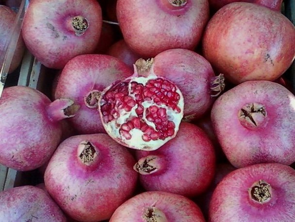 برداشت یاقوت های سرخ در روستای ِاسپر گچساران