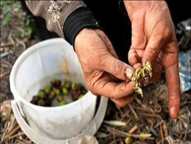 مگس زیتون، آفتی به بزرگی زلزله رودبار
