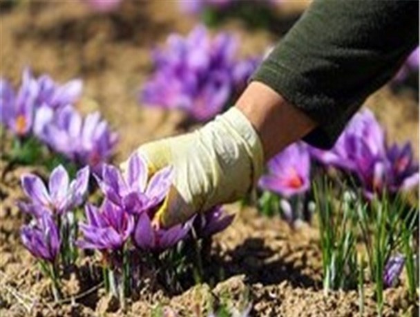 زعفران و جای خالی یک تشکل صادراتی قوی در ایران / اتکا به طلای سیاه موجب غفلت از طلای سرخ شد