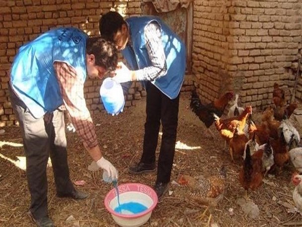 ایمن سازی رایگان طیور بومی دیر علیه بیماری نیوکاسل