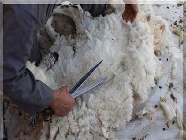 ضربه مهلک به صنعت دامپروری با واردات ۵ میلیون دلاری پشم