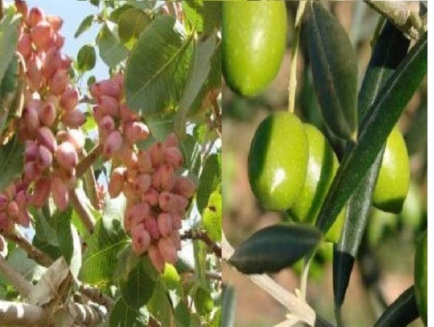 تبدیل مراتع ضعیف شده به باغهای مثمر پسته و زیتون در مراوه تپه