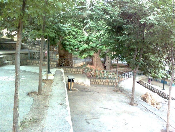 ثبت اثر طبیعی مجموعه درختان چنار سیاسرد بروجن و کنده (دست کند) بارده در فهرست آثار ملی کشور