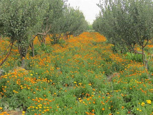 معلم بازنشسته‌ نهاوندی با پرورش گیاهان دارویی اقتصاد مقاومتی را تدریس کرد