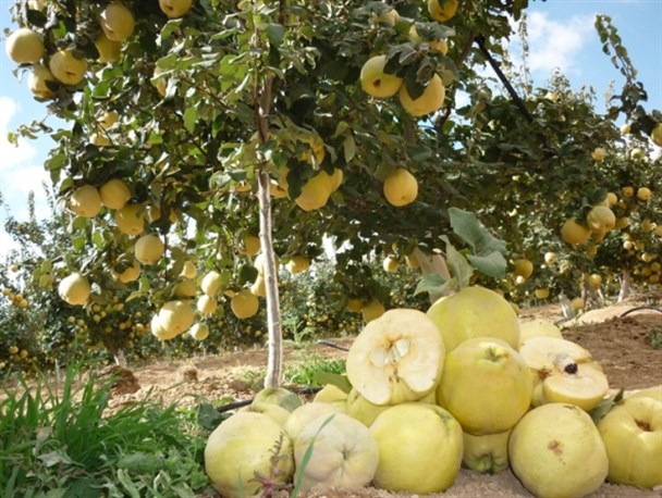 بِه؛ کیلویی 12 هزار تومان!