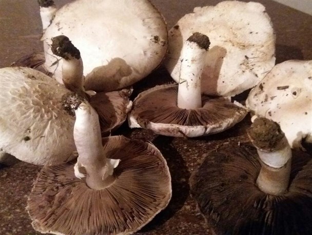 طبیعت بکر گرمی با خوراکی سفید رنگ بنام "قارچ"