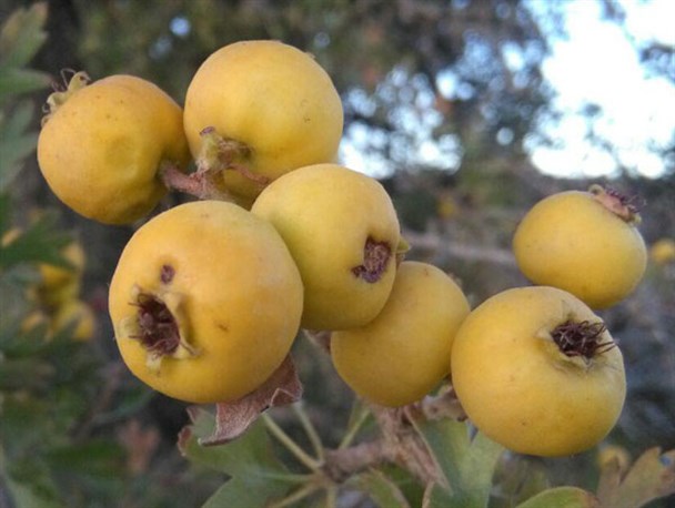 کیالک(کِل) کوهی شهرستان کوار +تصاویر