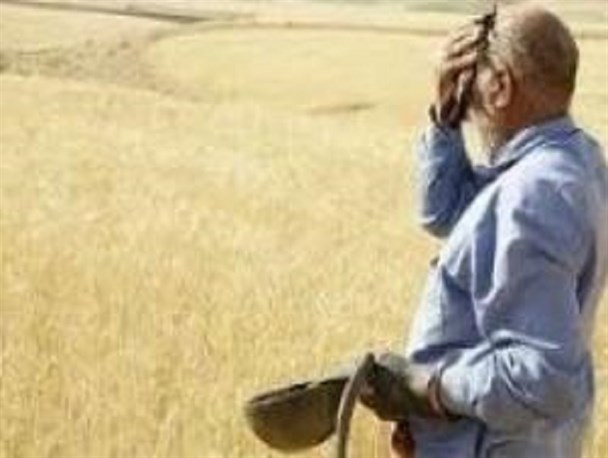 کشاورزان ایوانی و حاصل دسترنجی که برداشت نشد